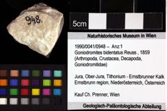 Foto (Objket + Etiketten) von Goniodromites bidentatus (Reuss, 1859) 